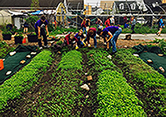 Scholars gardening