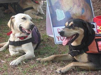 JUST TWO OF THE FABULOUS TRAINED SERVICE DOGS FROM RICK KAPLAN AND HIS ORGANIZATION CANINE-ANGELS. THIS LOCAL NON-PROFIT ORG RESCUES DOGS FROM THE POUND AND TRAINS THEM TO BE PLACED WITH LOCAL DISABLED VETS!!! MEMORIAL DAY PICNIC BENEFIT 2012