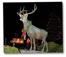 Lit Elk