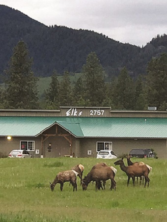 Elks at Elks Lodge 2757