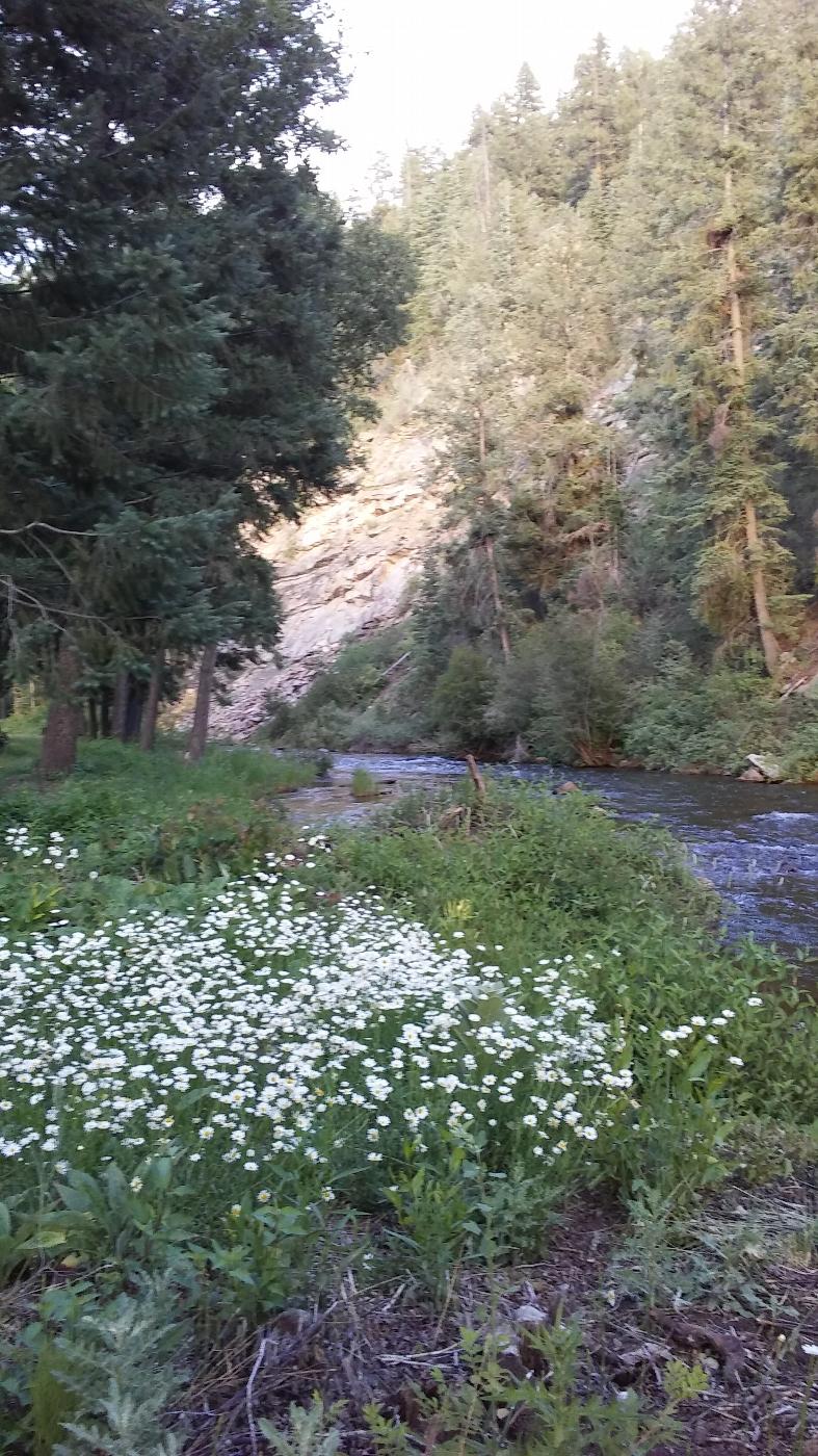 Summertime at the Picnic Grounds