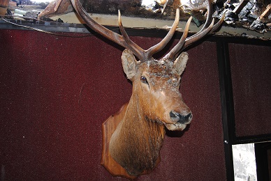 Elks Head - Lodge Room