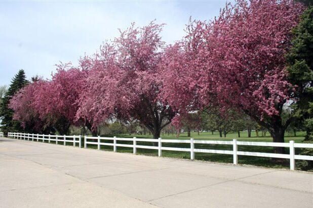 Spring Entrance