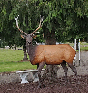 Restoration of the Elk in 2022 by Donna Denker