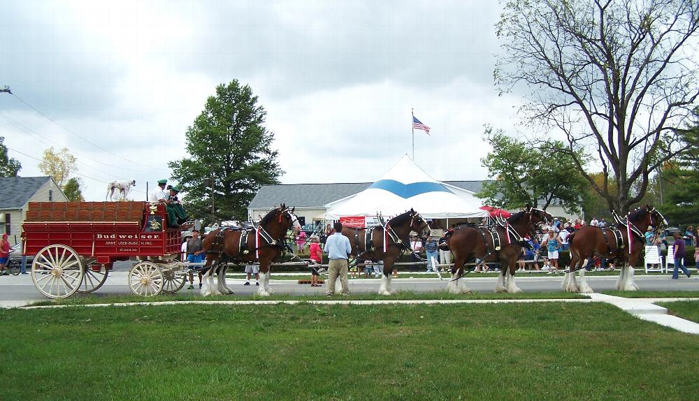 Budweiser Clydesdales in front of the Dunkirk Elks, Sept. 23, 2009