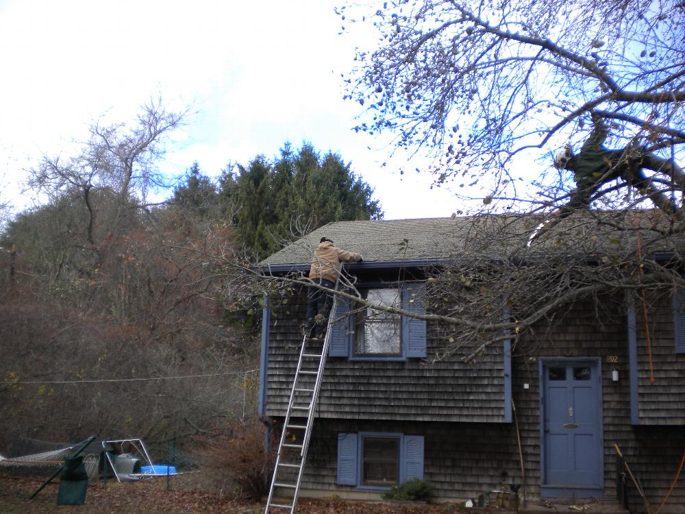 Tree trimming and gutter cleaning.