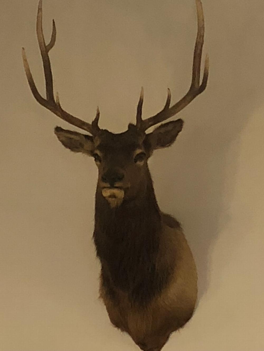 Our Beautiful Elk!