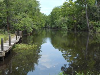 Looking down the Bayou