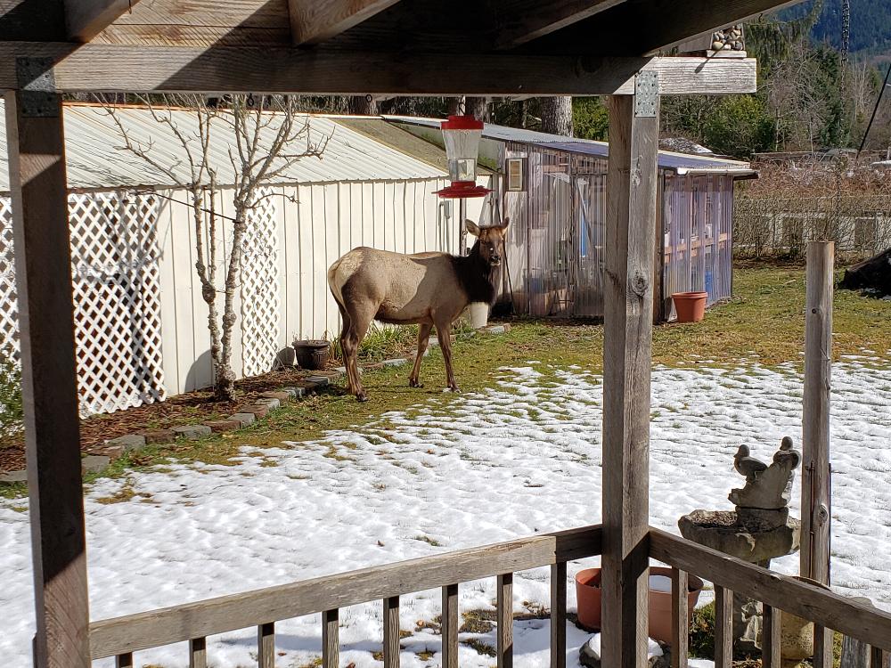 Every once in awhile we have an Elk stray, but they only make it down the road before we manage to "herd" them back.